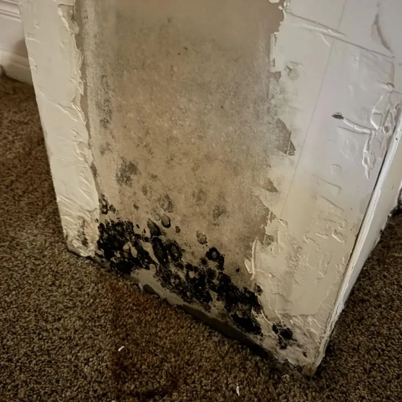 Professional Mold Removal in Dellwood, MO